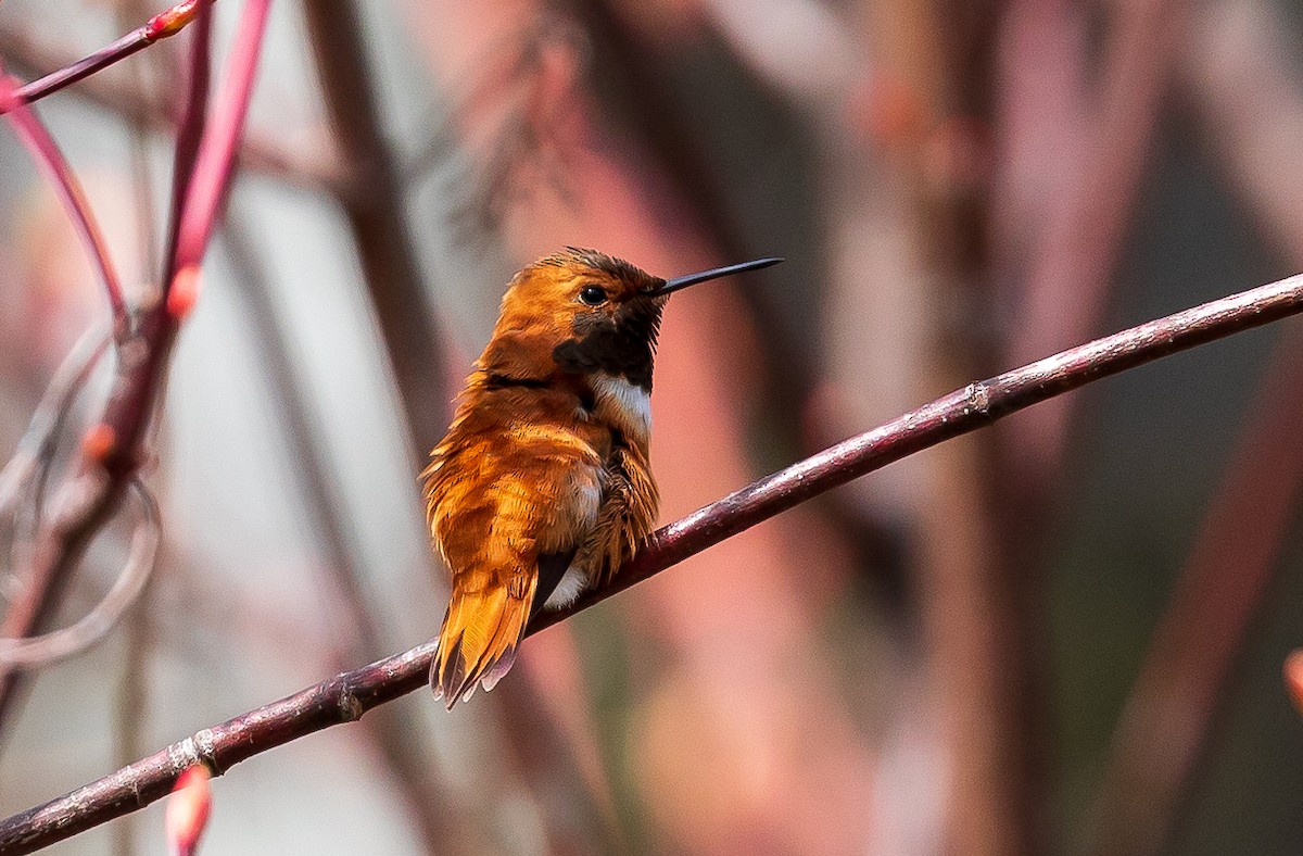 Rufous Hummingbird - Andrew Cauldwell