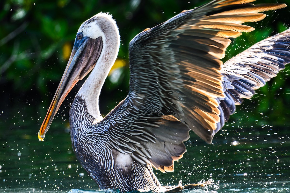 Brown Pelican - ML617843190