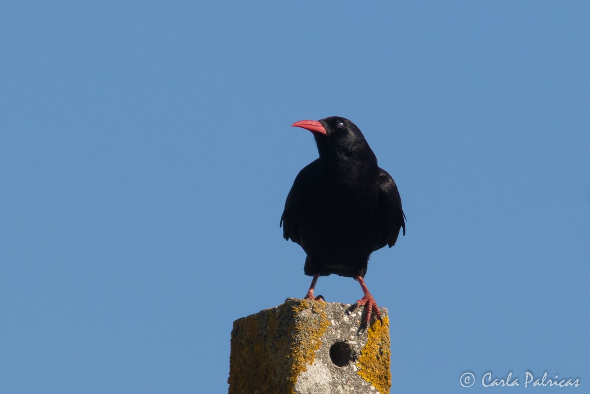 Red-billed Chough - ML617843223