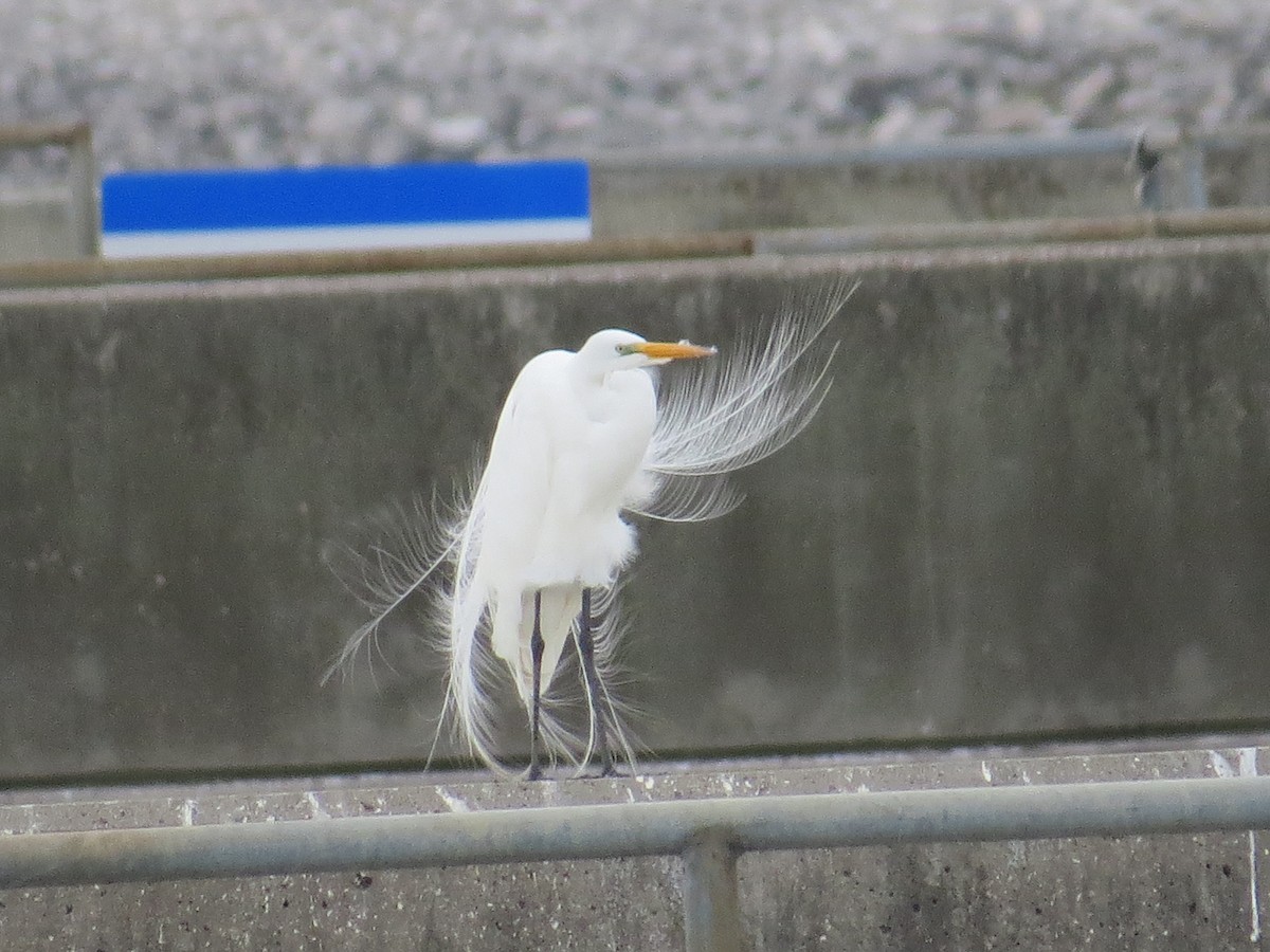 Great Egret - Bill Rowe