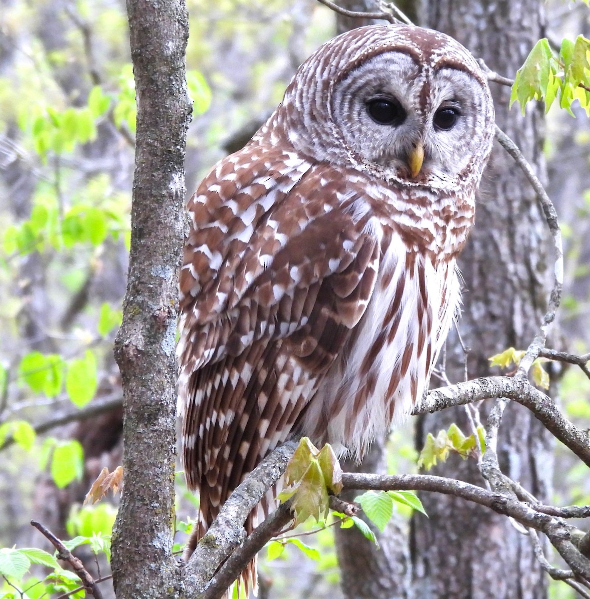 Barred Owl - ML617843261