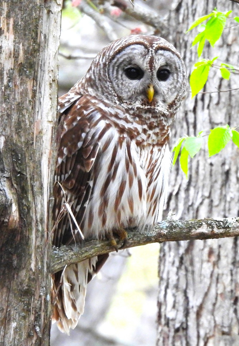 Barred Owl - ML617843266