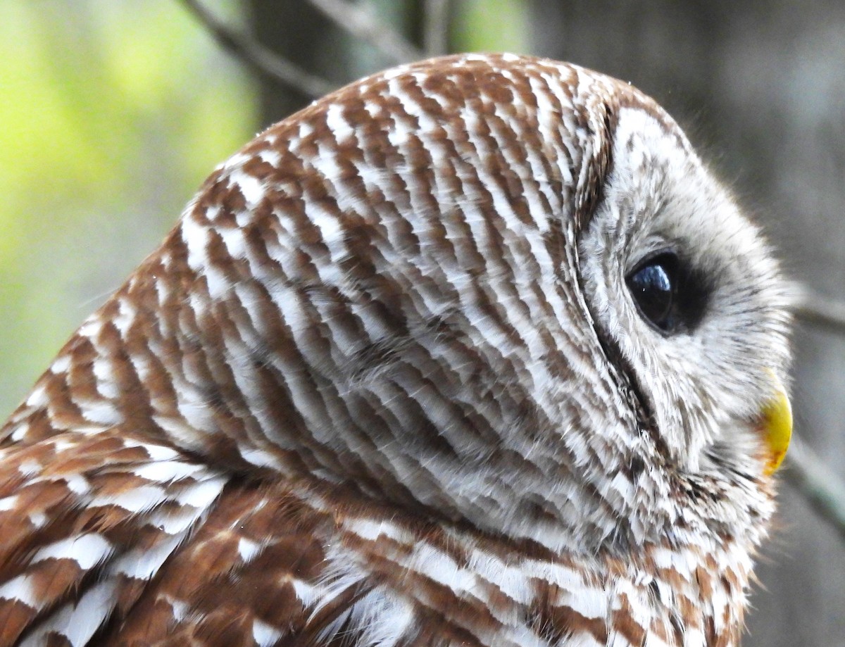 Barred Owl - ML617843270