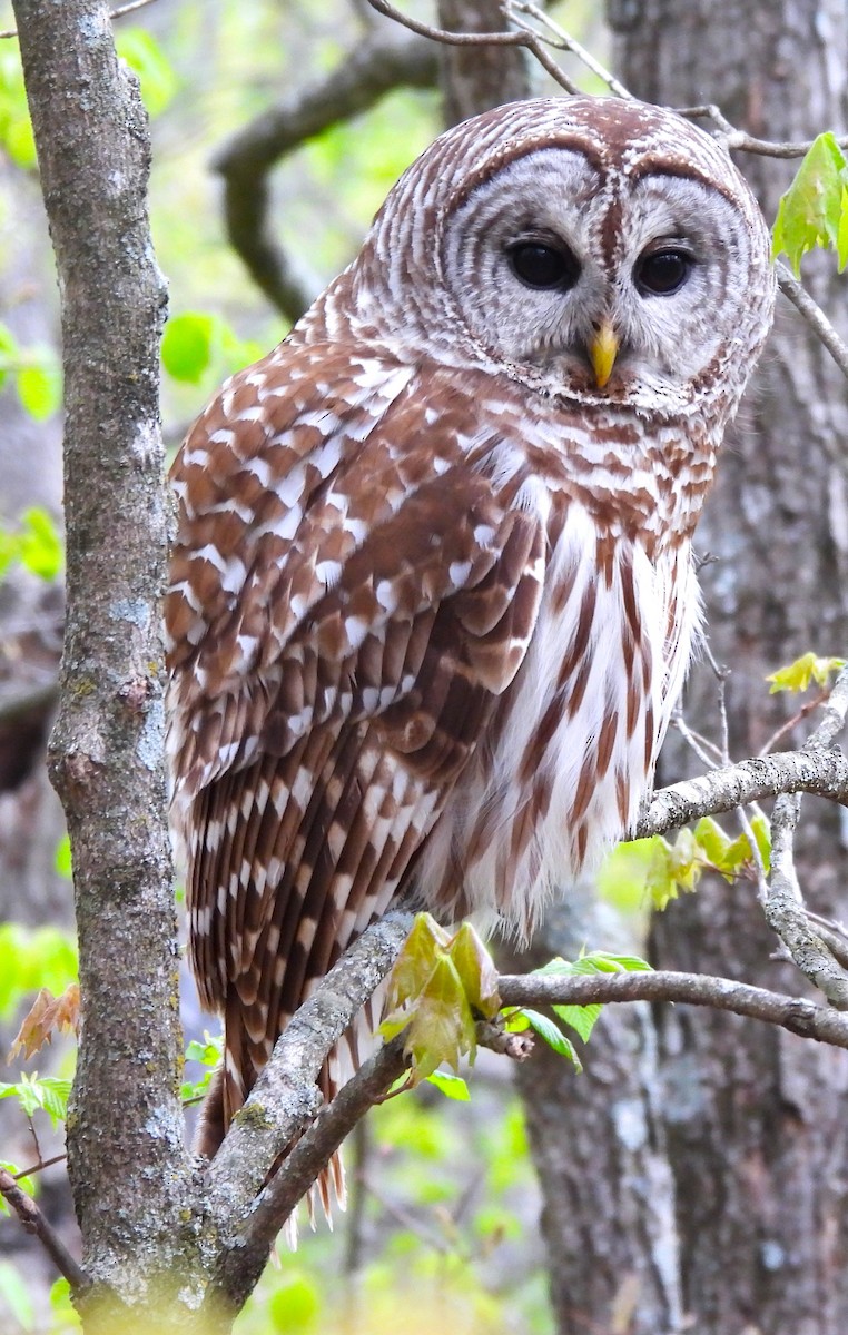 Barred Owl - ML617843271