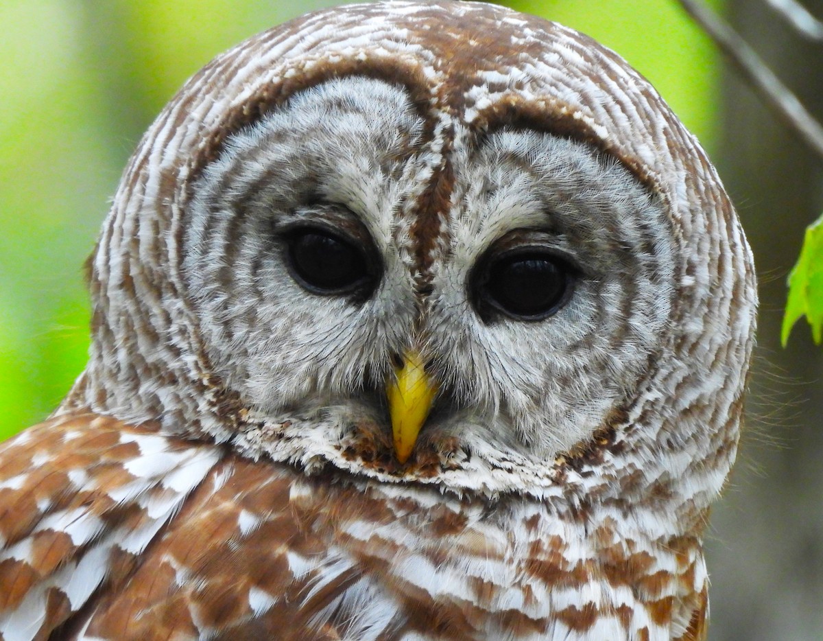 Barred Owl - ML617843272