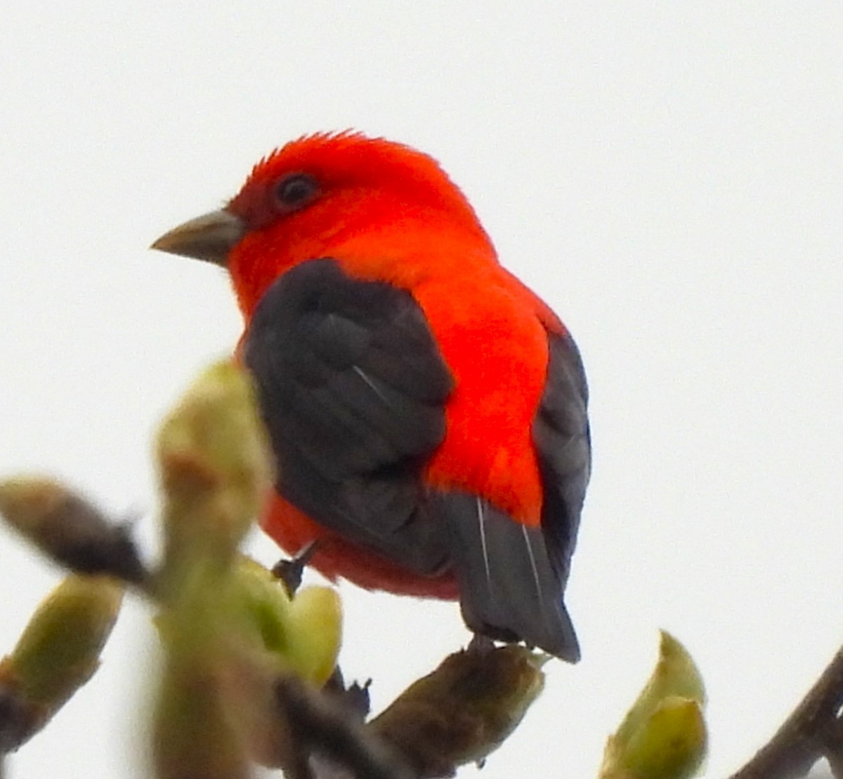 Scarlet Tanager - ML617843293