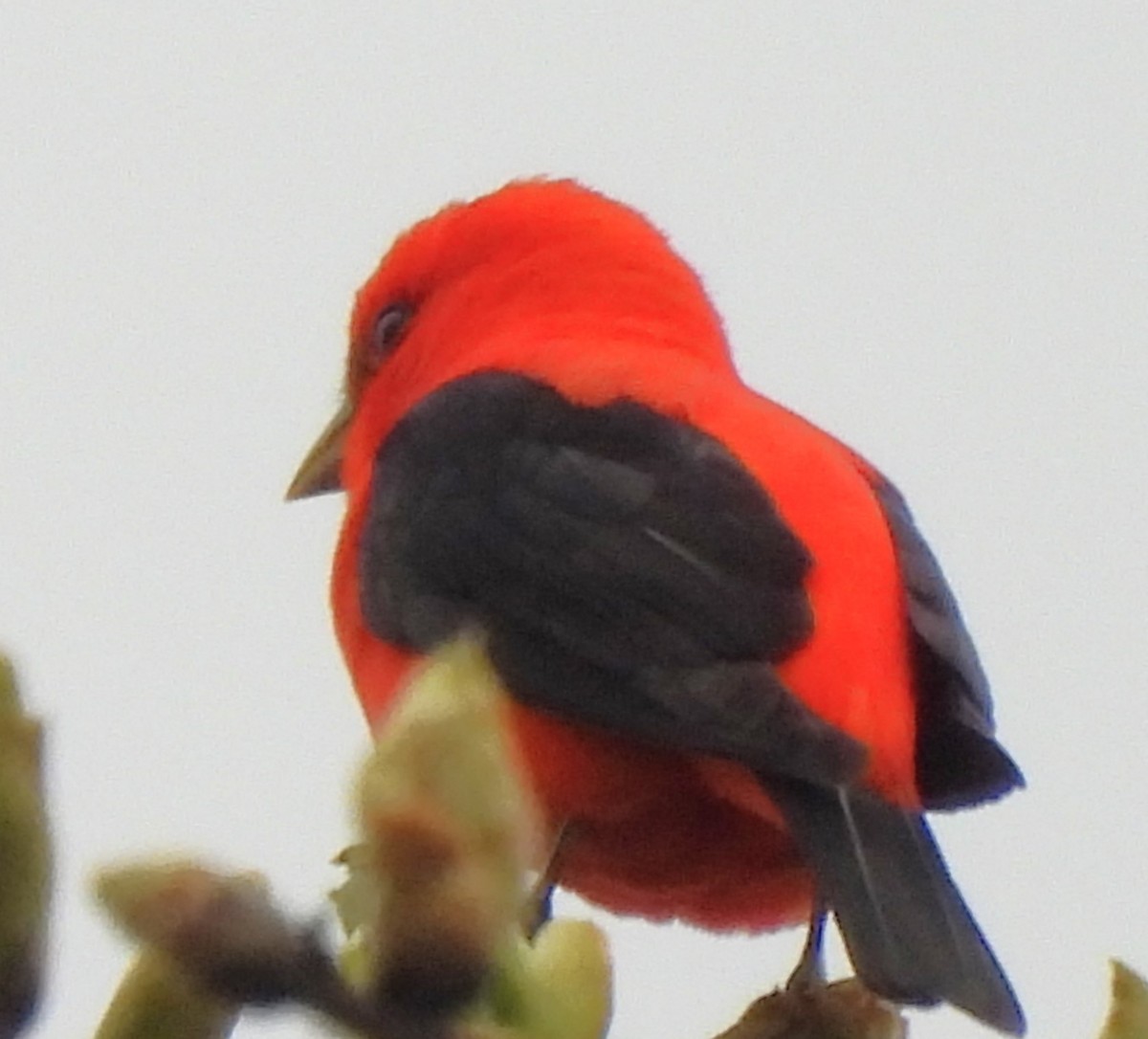 Scarlet Tanager - ML617843294