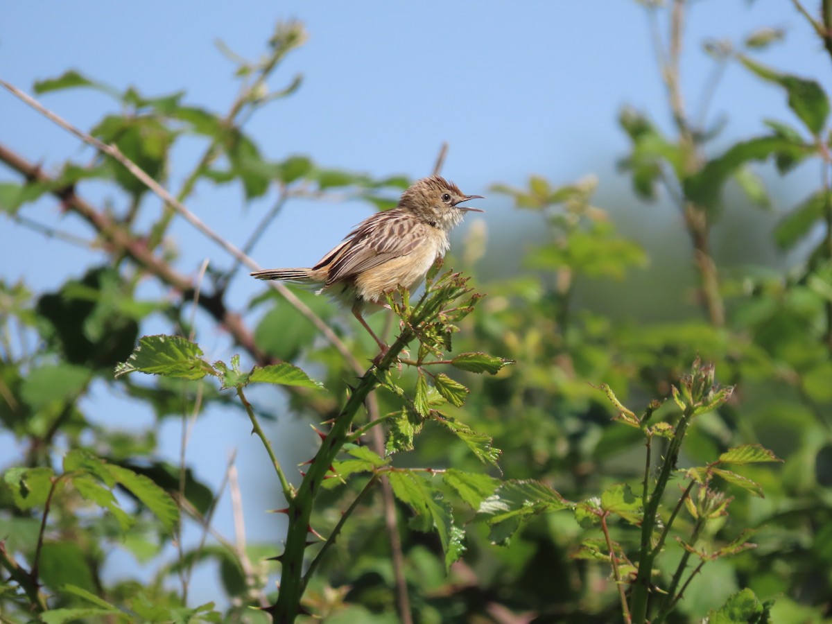 Zitting Cisticola - ML617843296