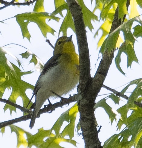 Yellow-throated Vireo - Susan Lanier