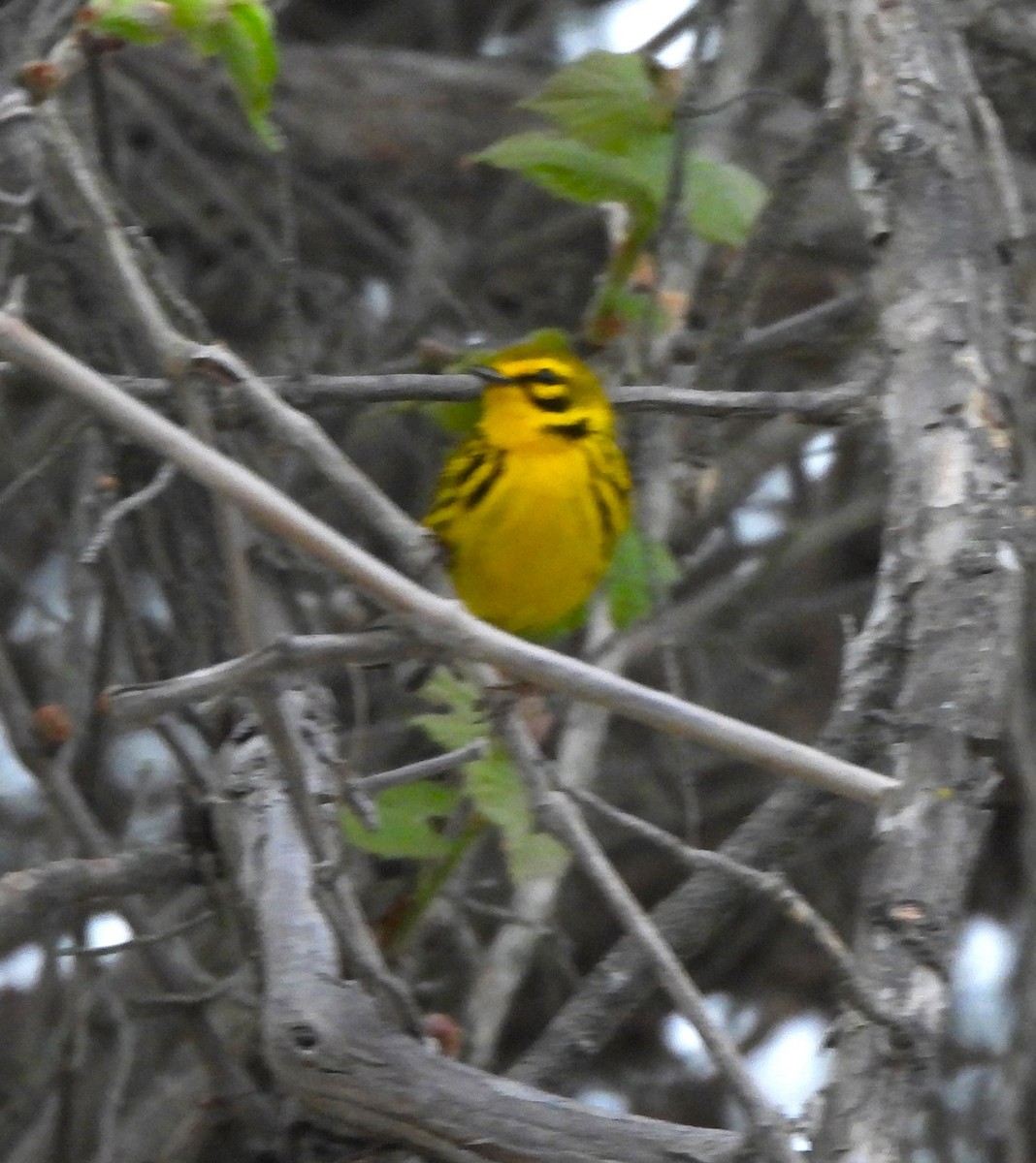 Prairie Warbler - ML617843338