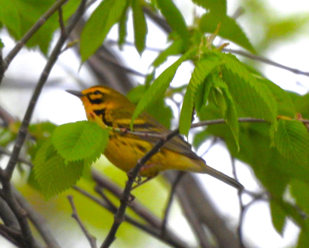 Prairie Warbler - Paul McKenzie