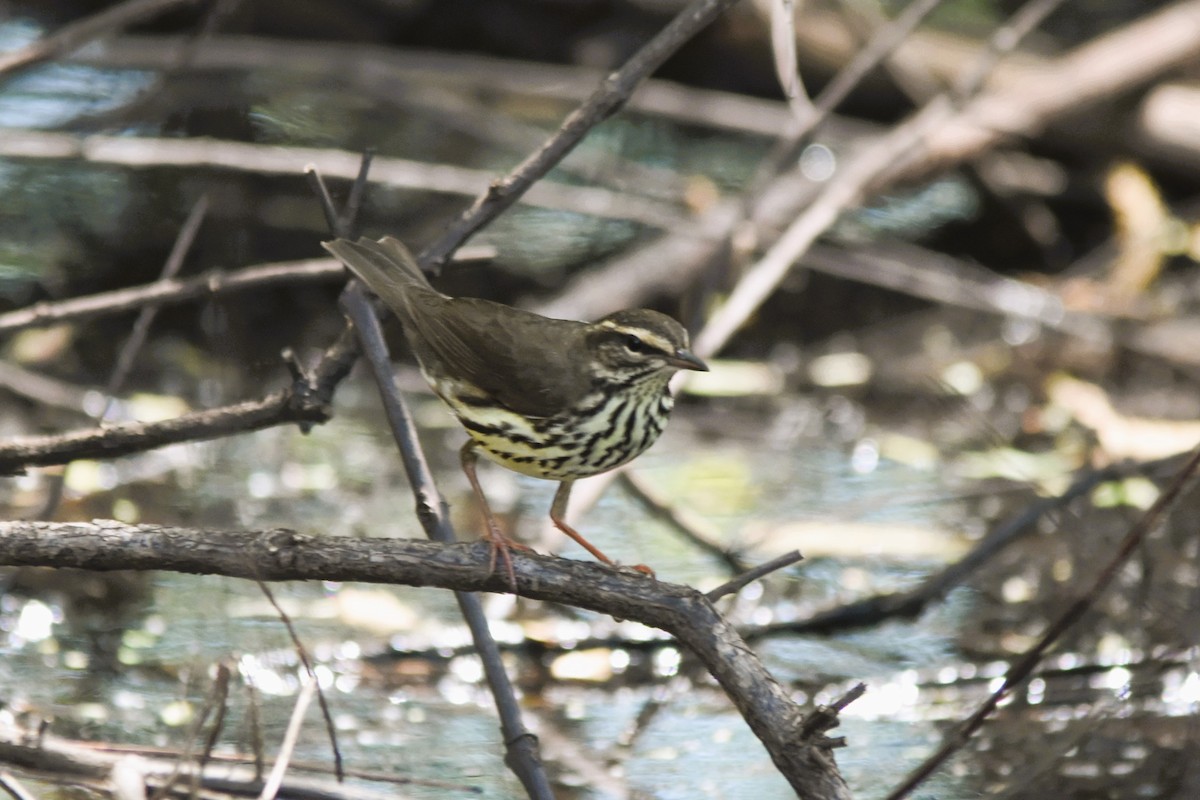 Northern Waterthrush - ML617843395