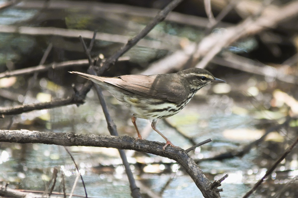 Northern Waterthrush - ML617843423