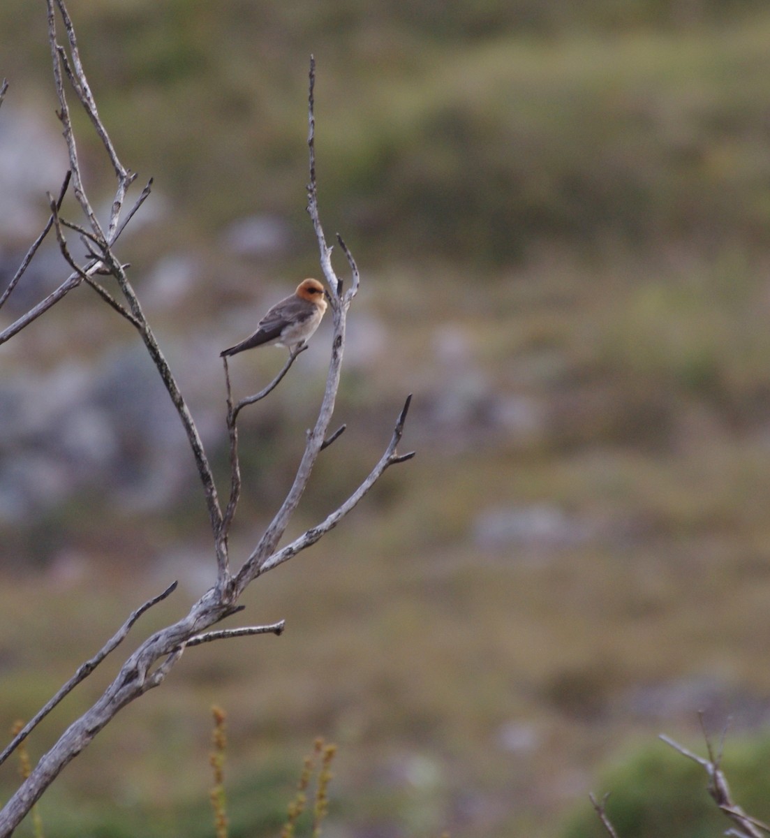 Tawny-headed Swallow - Gisele Schoene