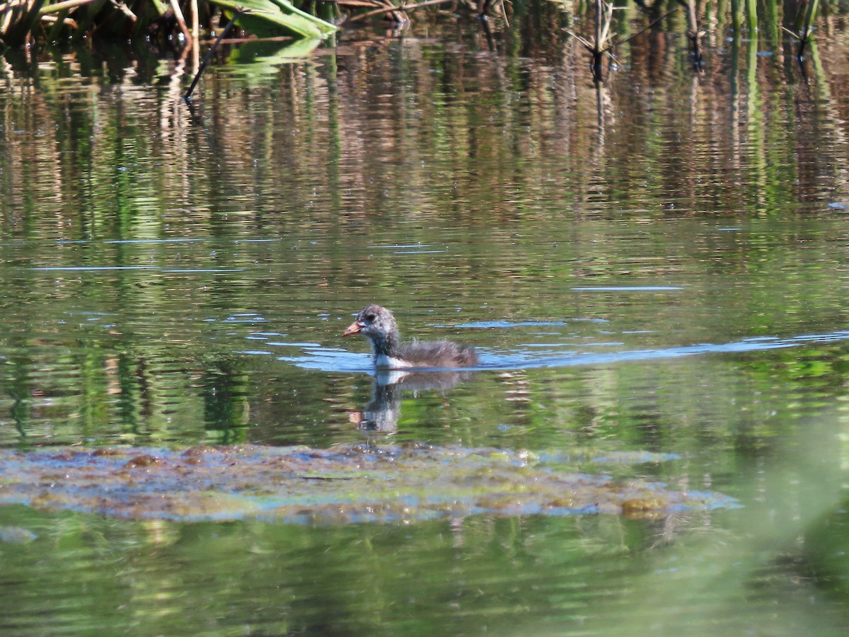 Eurasian Coot - ML617843479