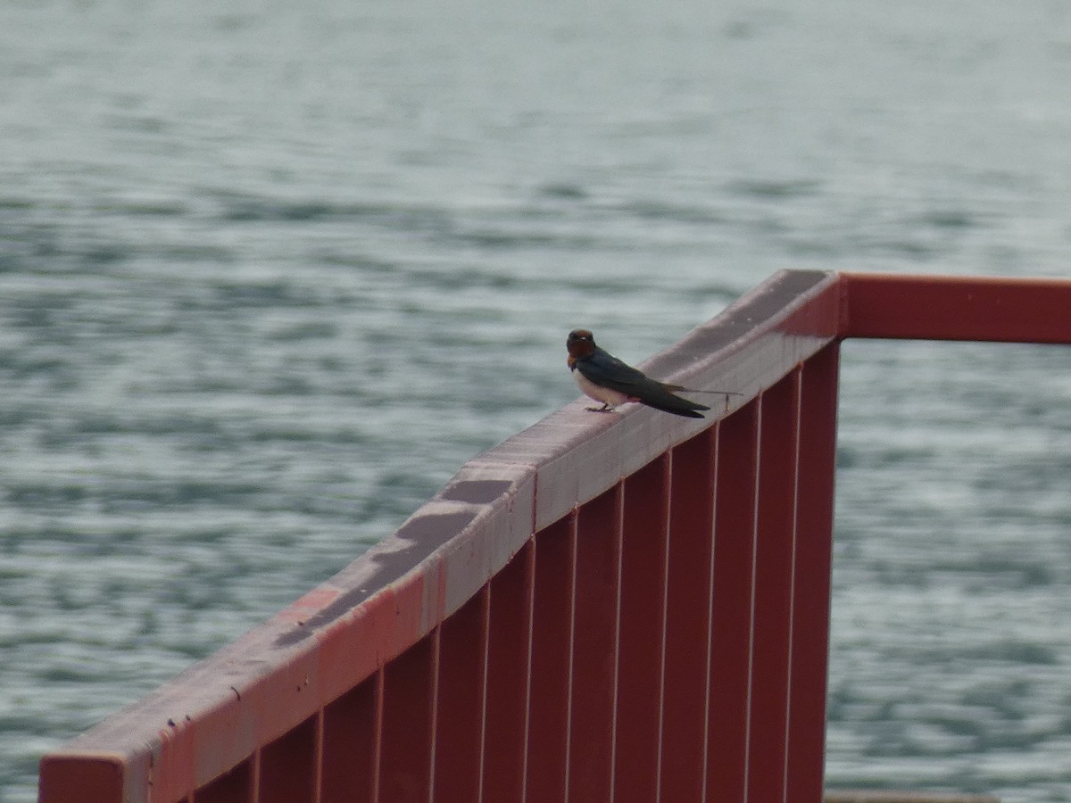 Barn Swallow - Luke Knutson