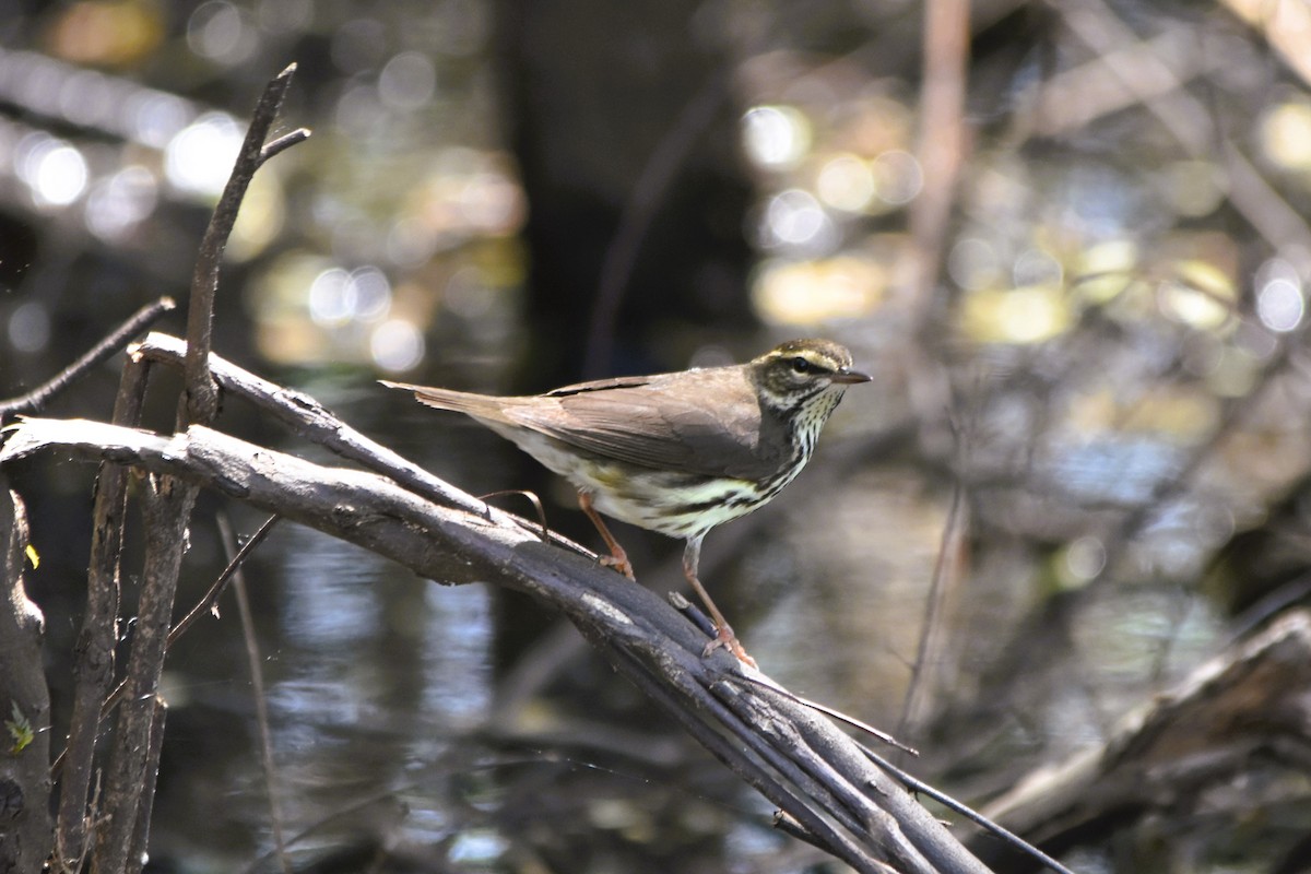 Northern Waterthrush - ML617843493