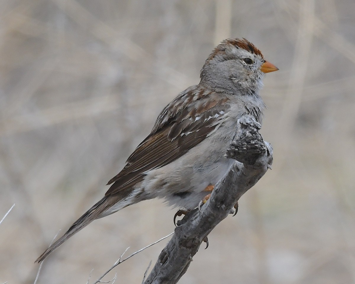 White-crowned Sparrow - Ted Wolff