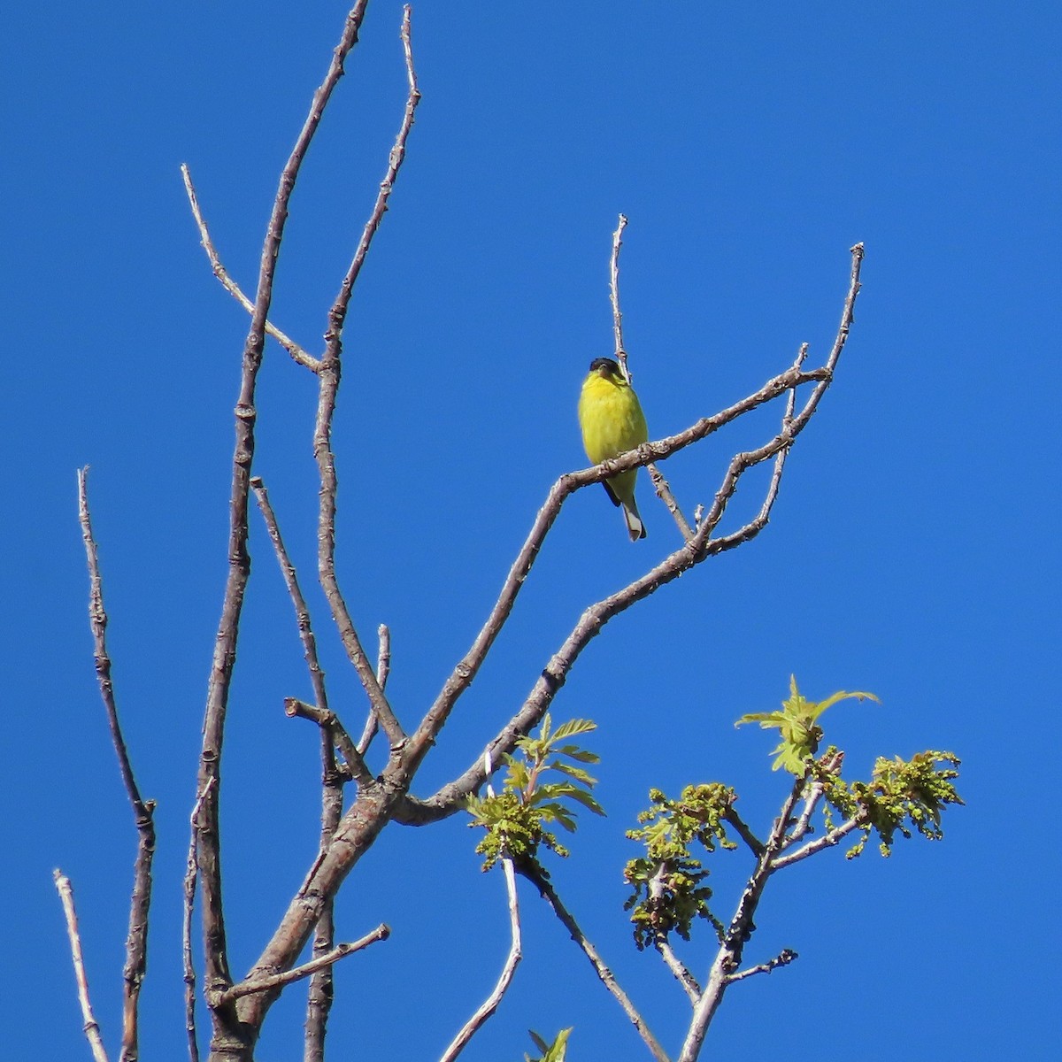 Lesser Goldfinch - ML617843518