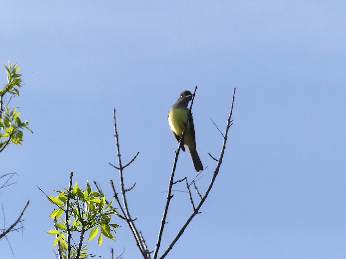 Great Crested Flycatcher - ML617843549