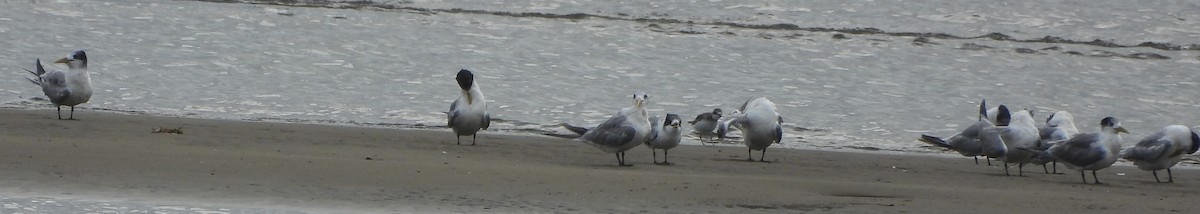 Great Crested Tern - Suzanne Foley