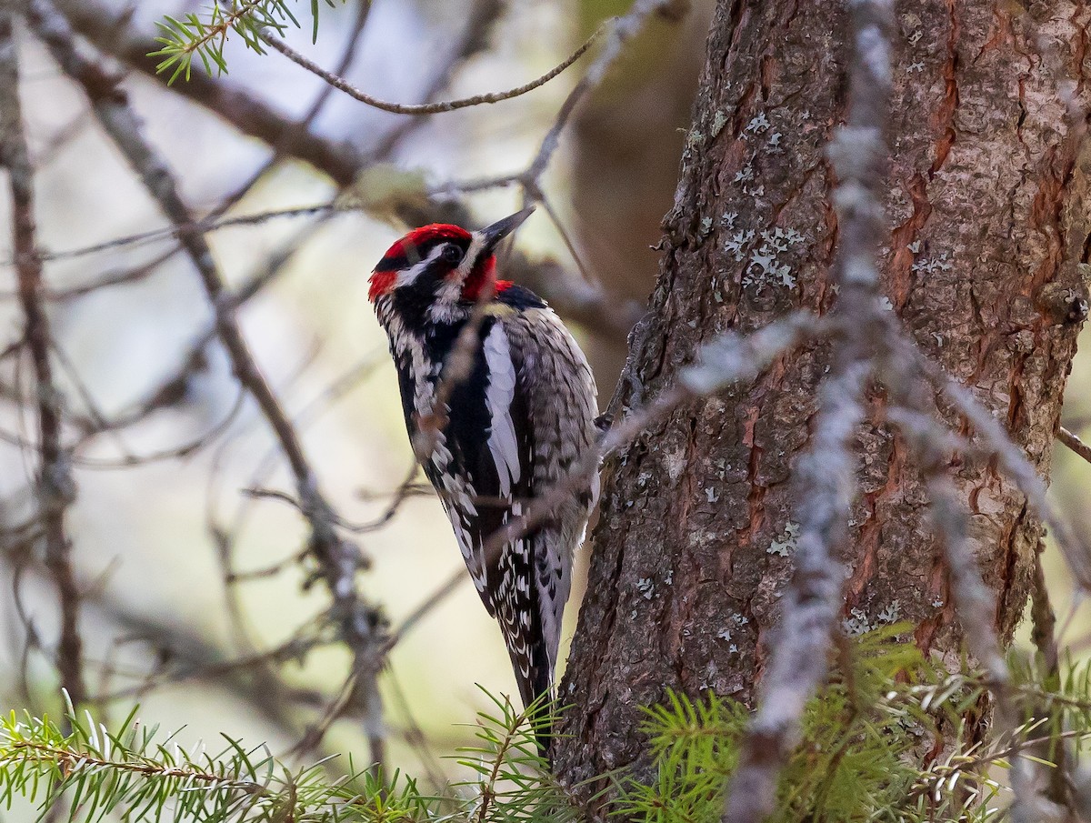 Red-naped Sapsucker - Andrew Cauldwell