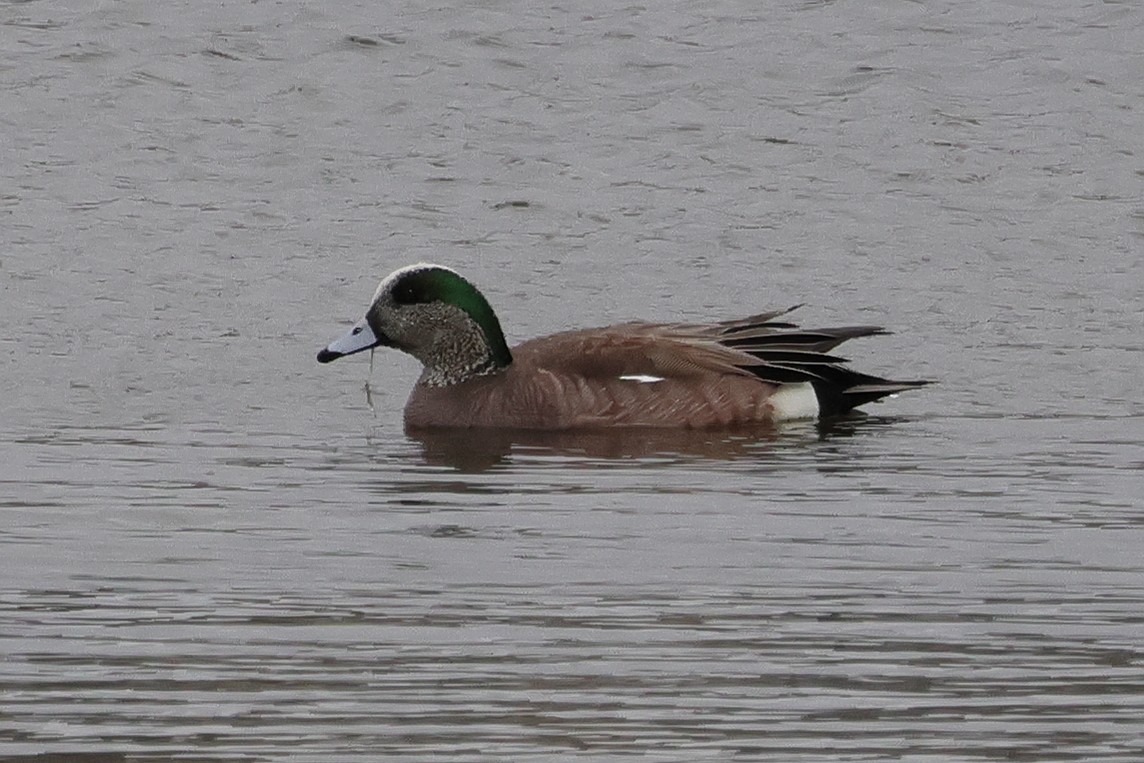 American Wigeon - ML617843578