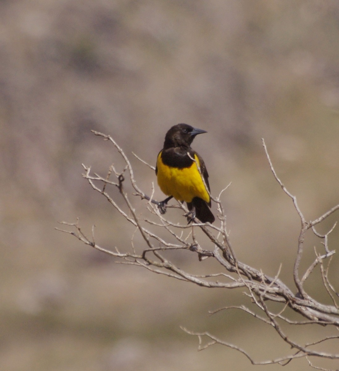 Yellow-rumped Marshbird - Gisele Schoene