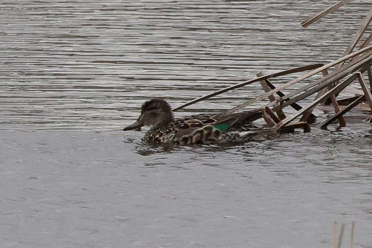 Green-winged Teal - ML617843596