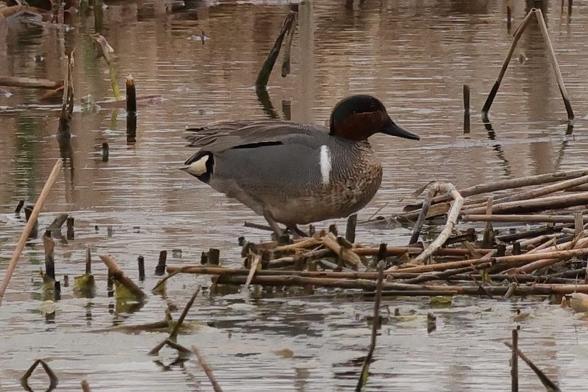 Green-winged Teal - ML617843597