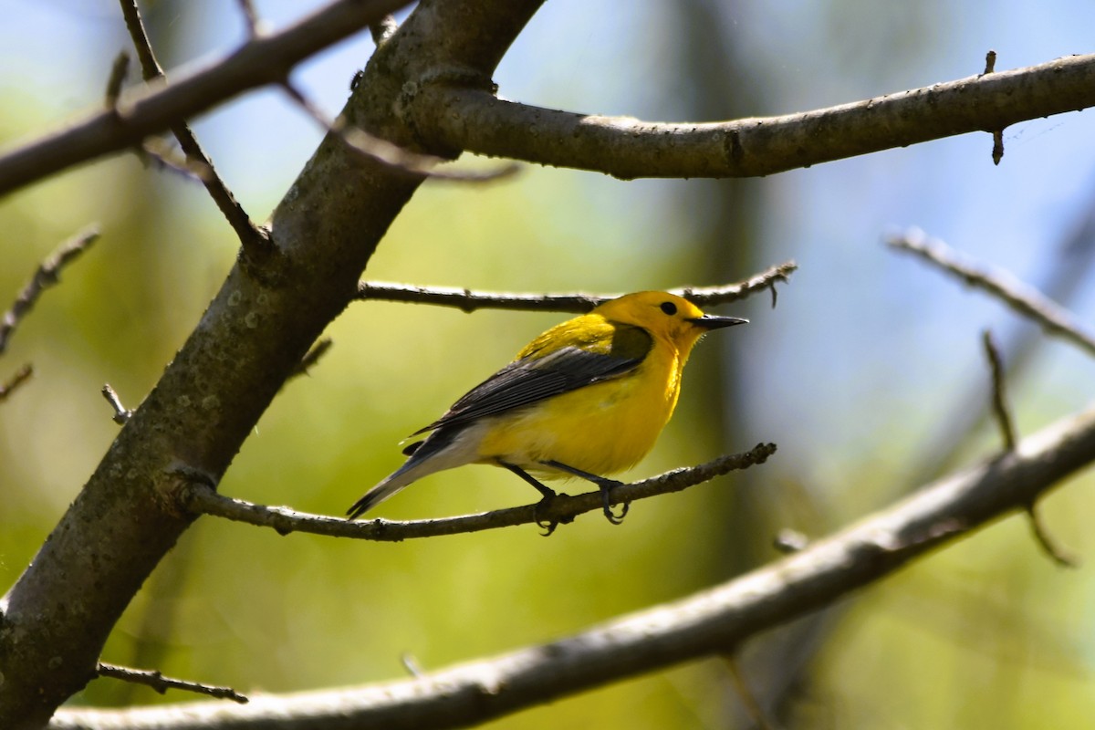 Prothonotary Warbler - Mark Greene