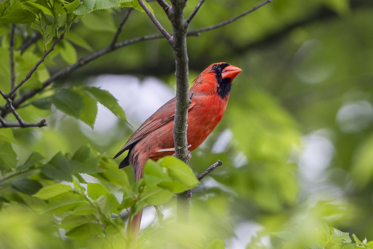 Northern Cardinal - Jack Crowe