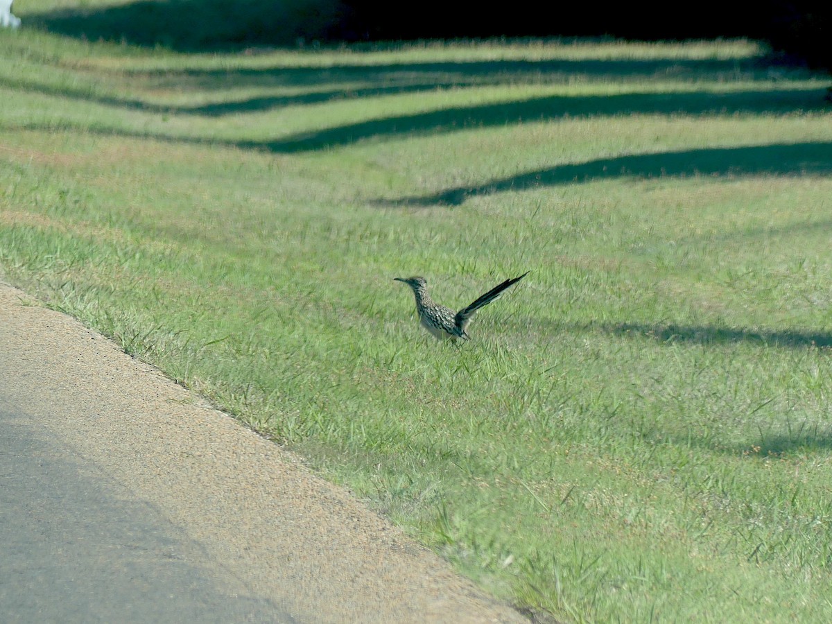 Greater Roadrunner - ML617843635