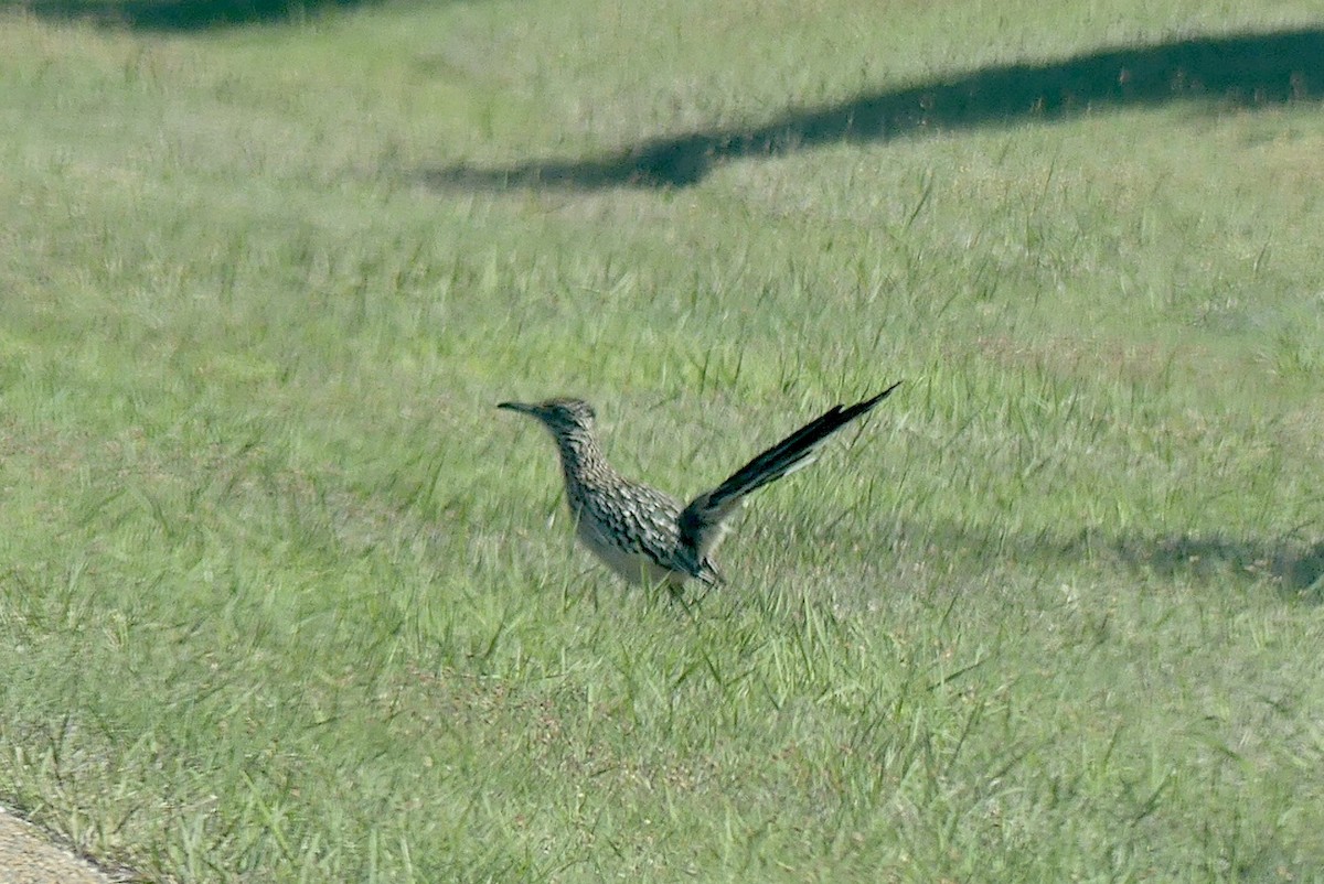 Greater Roadrunner - ML617843639