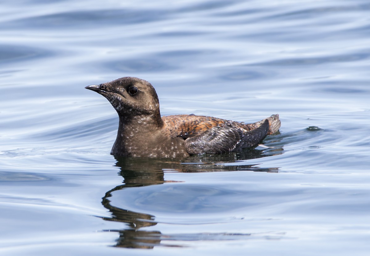 Guillemot marbré - ML617843653