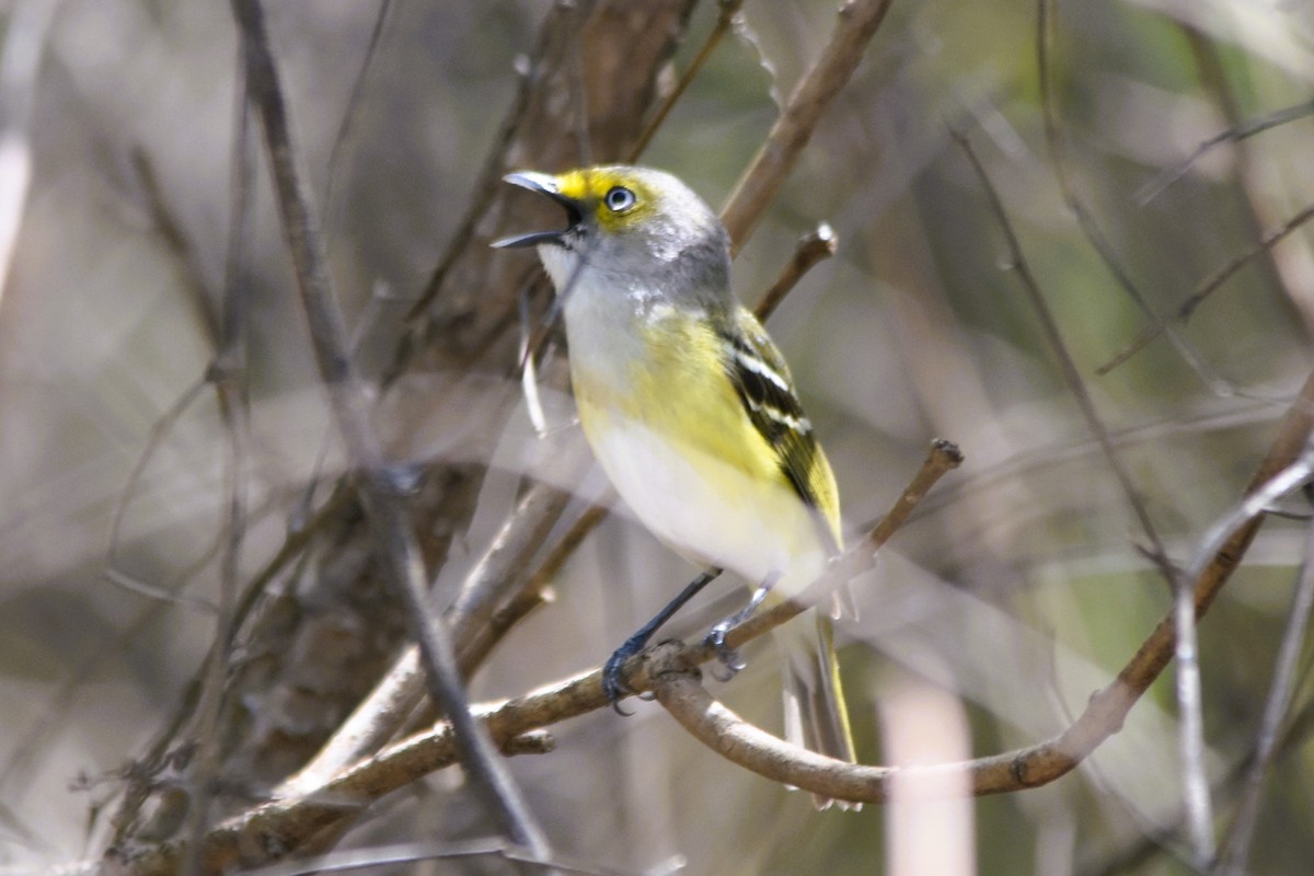 Ak Gözlü Vireo - ML617843661