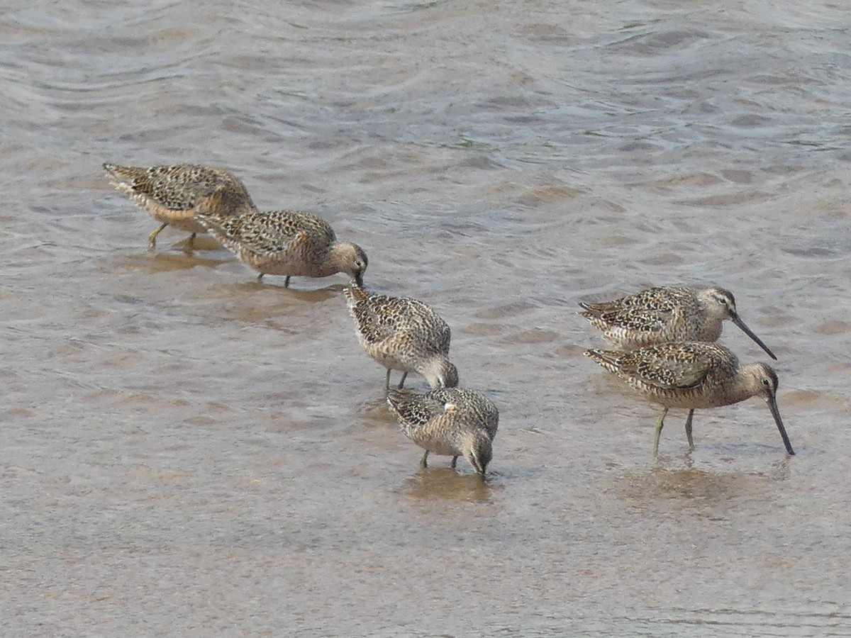 Long-billed Dowitcher - ML617843667