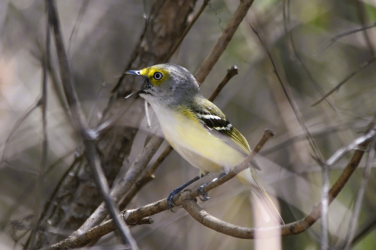 Ak Gözlü Vireo - ML617843710