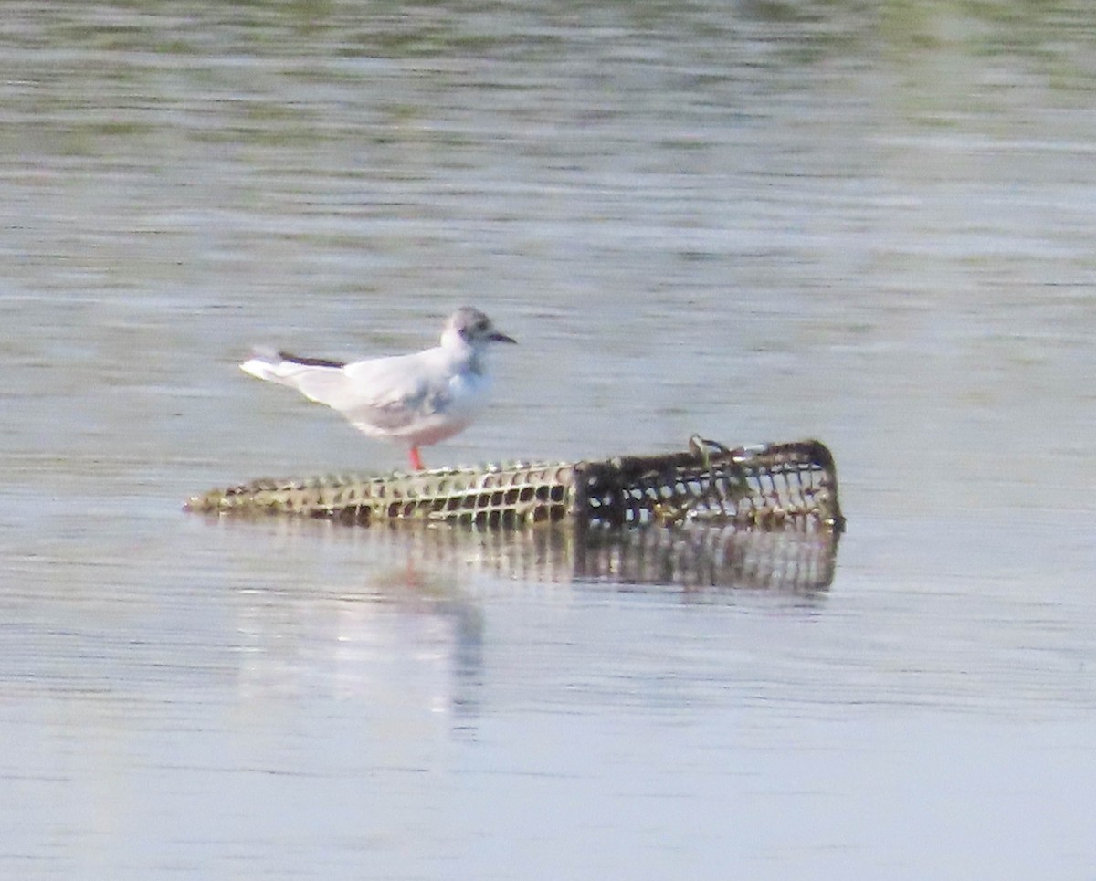 Little Gull - ML617843717