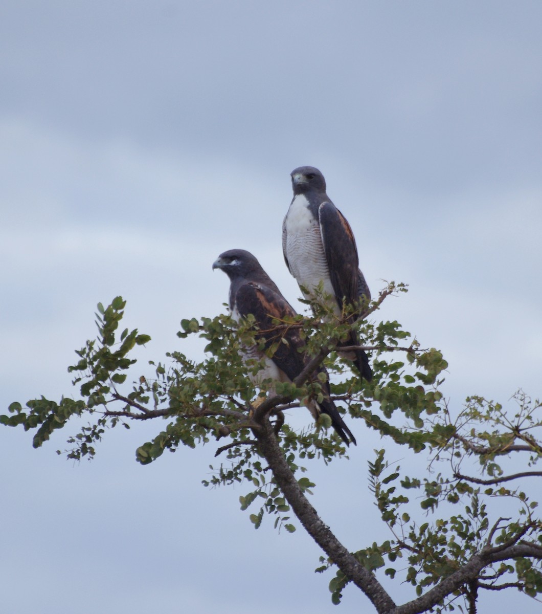 White-tailed Hawk - ML617843721