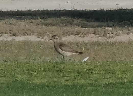 American Golden-Plover - ML617843727