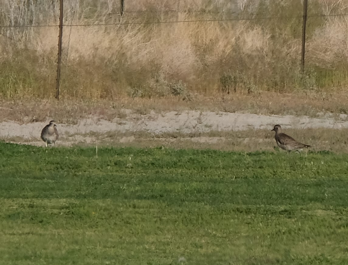 American Golden-Plover - ML617843728