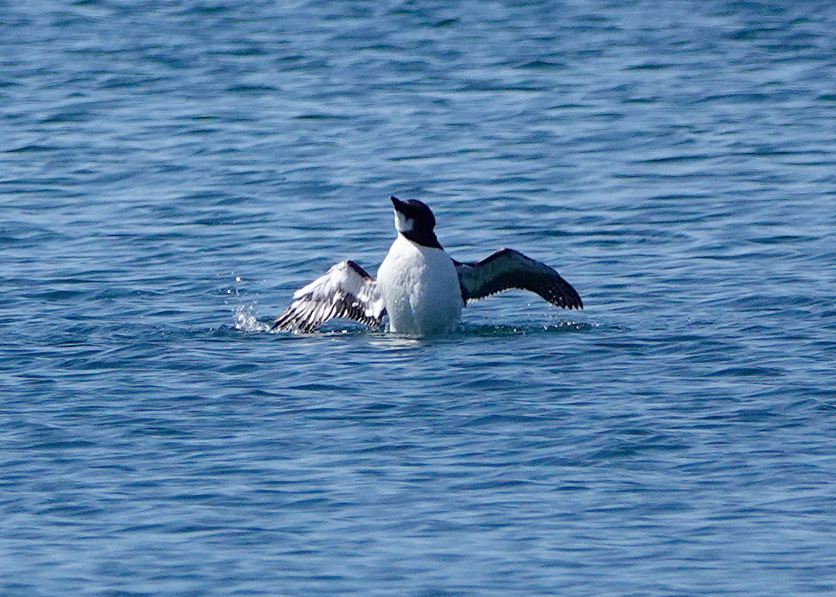 Guillemot de Brünnich - ML617843734