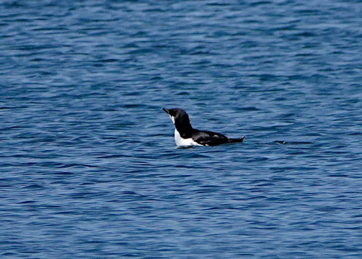 Thick-billed Murre - Peter Fang/ Gloria Smith