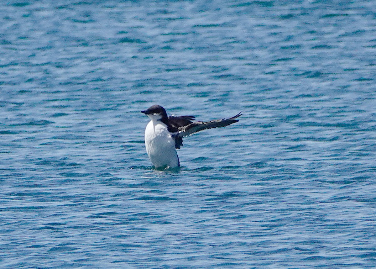 Thick-billed Murre - Peter Fang/ Gloria Smith