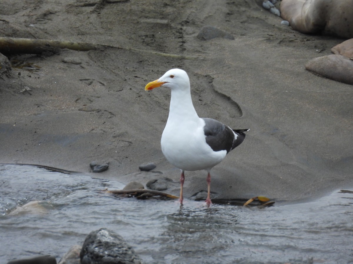 Western Gull - ML617843743