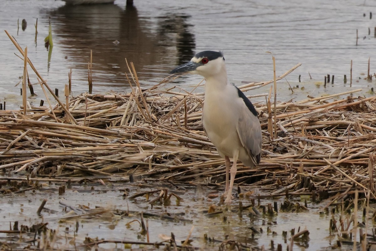 Black-crowned Night Heron - Louise Sauve