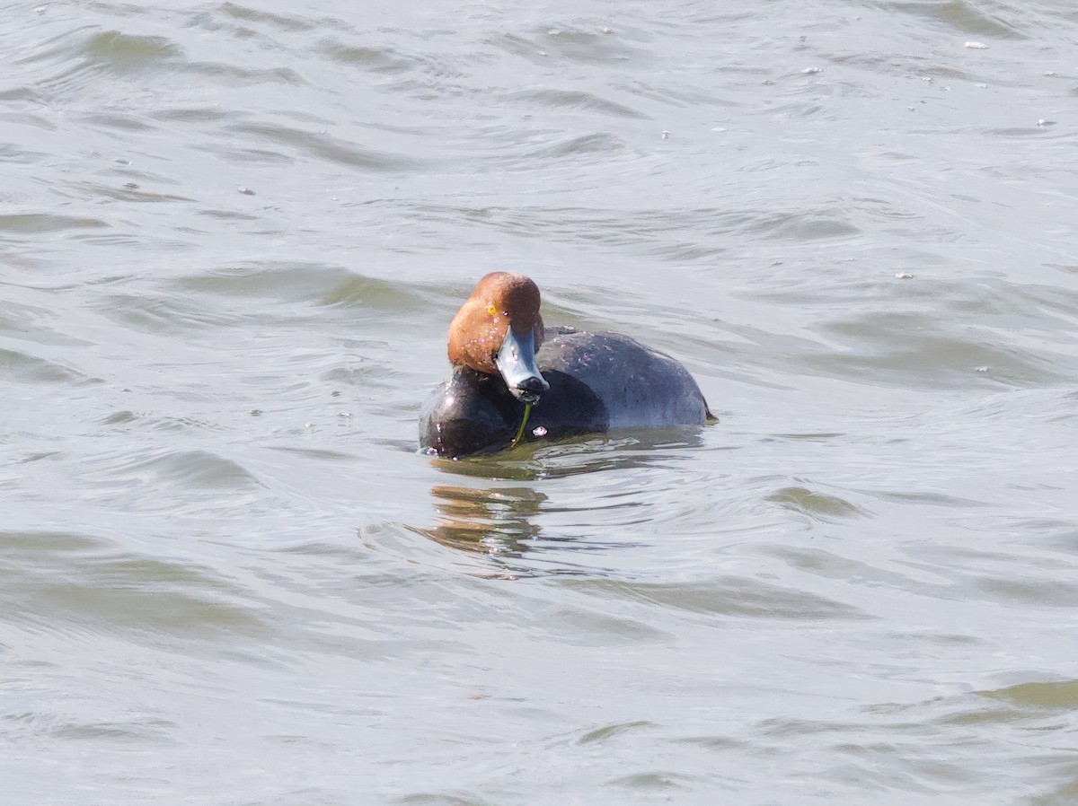 Redhead - Michel Proulx