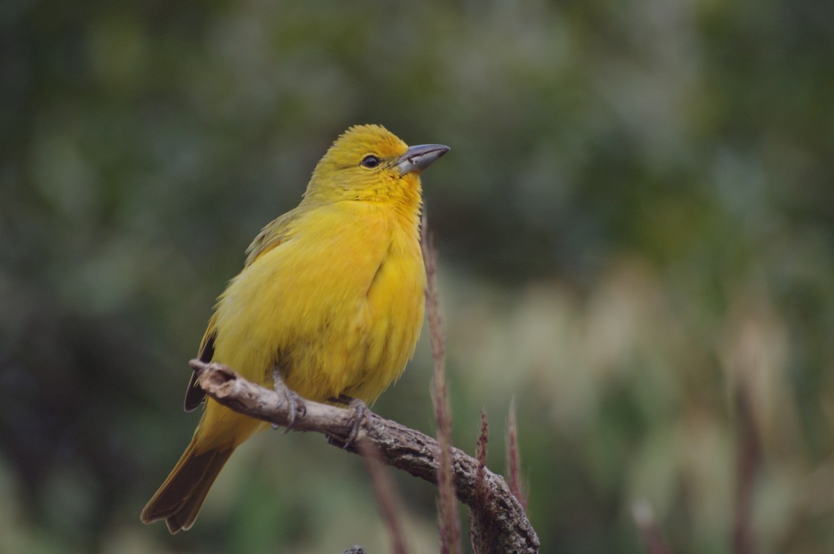 Hepatic Tanager - ML617843791