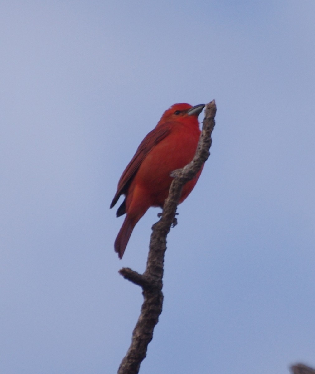 Hepatic Tanager - Gisele Schoene